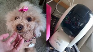 外出先からスマホで愛犬の様子を見たい